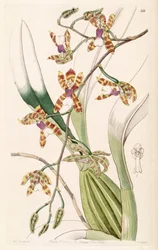 Miltonioides laevis